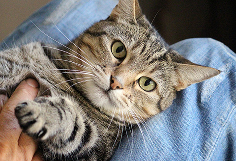 Sociabiliser le chats à l'association - calinage, jeux, éducation