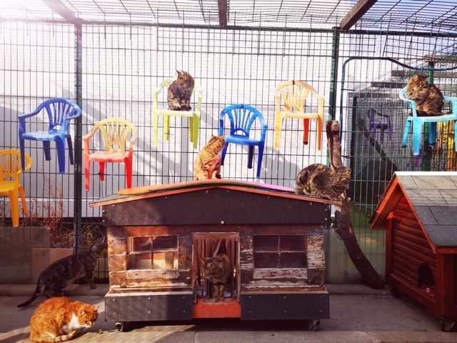 Entretien du refuge et câlinage des chats