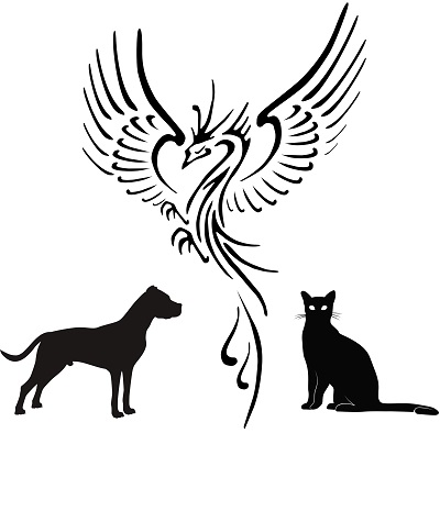 Famille d'accueil chat