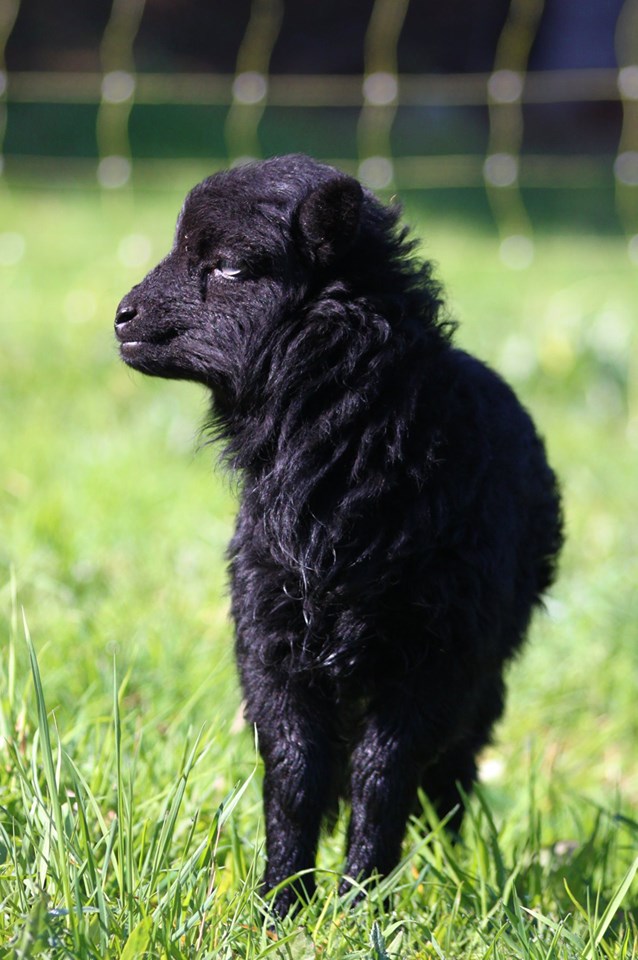 S'occuper des animaux (moutons de Ouessant)