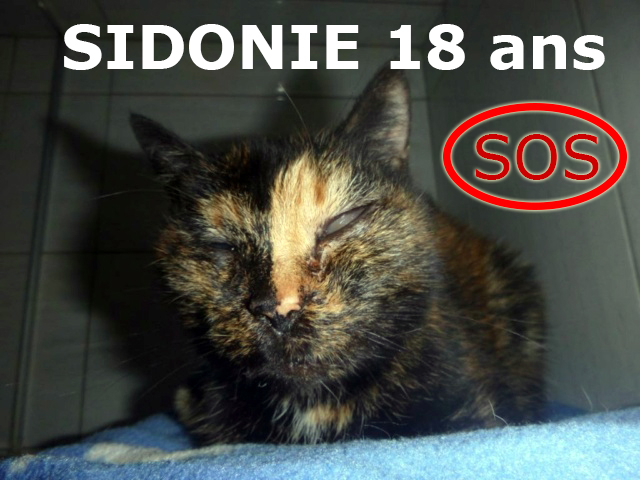 Devenir Famille d'accueil de chats pour convalescence ou retraite
