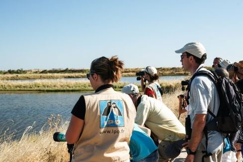 Séjour bénévole à la LPO sur l’île de Ré