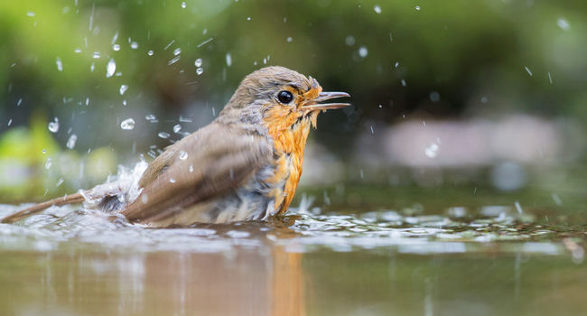 LPO: Observer et compter les oiseaux des jardins en Charente Maritime