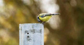 LPO : Supprimons les cavités dangereuses pour la faune sauvage