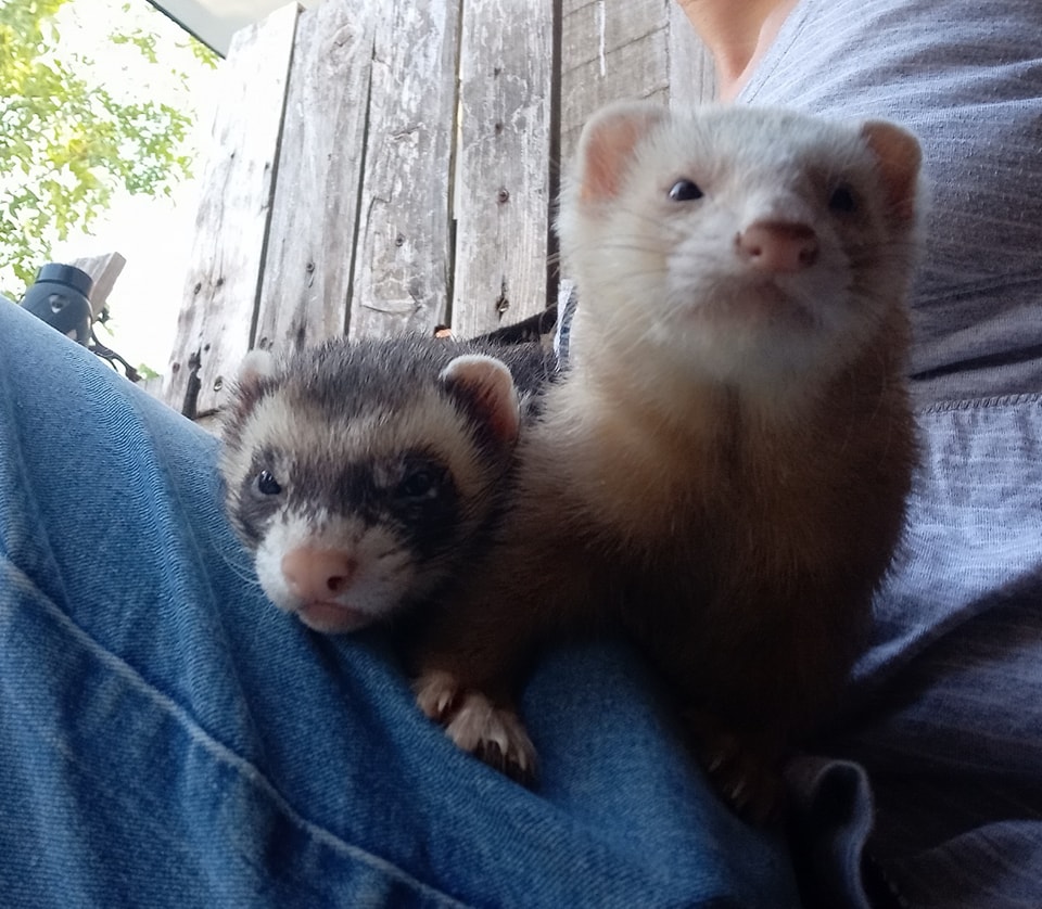 S'occuper des furets du refuge et participer aux sauvetages